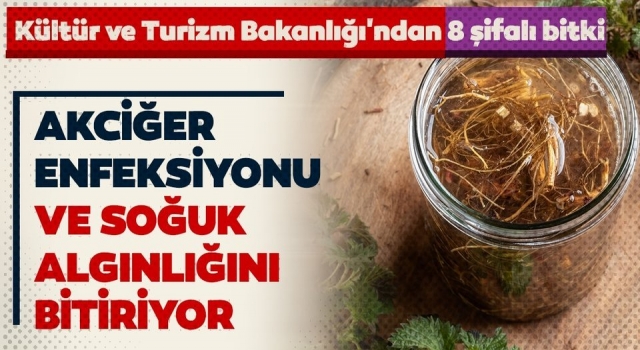 Kültür ve Turizm Bakanlığı'ndan 8 şifalı bitki!