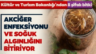 Kültür ve Turizm Bakanlığı'ndan 8 şifalı bitki!