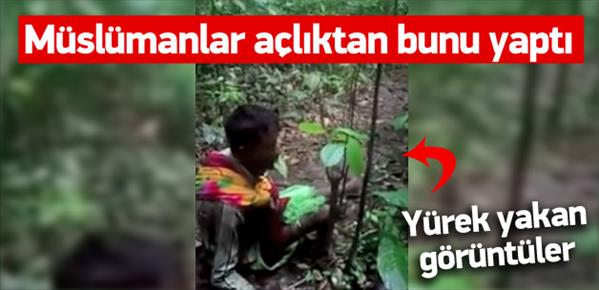 Arakanlı M&#252;sl&#252;manlar a&#231;lıktan ağa&#231; yaprağı yiyor