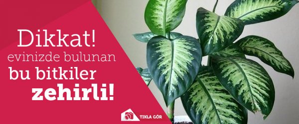 Dikkat! Evlerinizde bulunan bu bitkiler zehirli!
