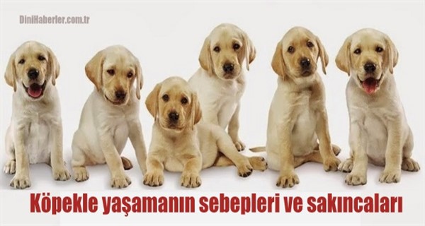 Köpekle yaşamanın sebepleri ve sakıncaları