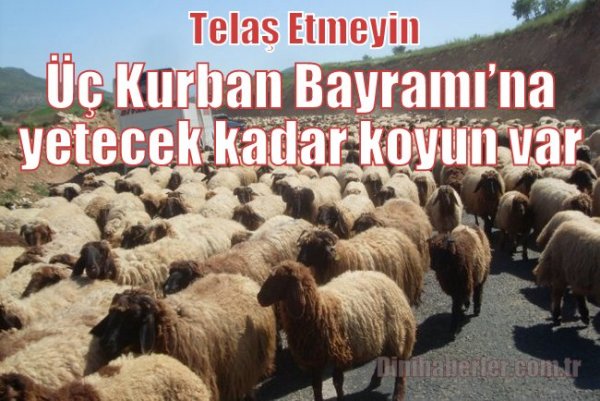 'Üç Kurban Bayramı’na yetecek kadar koyun var'